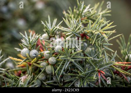 Baies de genièvre, Juniper Heath Lingen, Emsland, basse-Saxe, Allemagne, Europe Banque D'Images