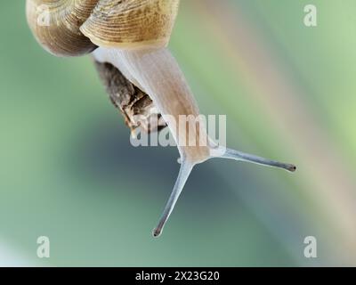 Gros plan de la tête et des tiges oculaires d’un escargot forestier terrestre (Aegopinella nitidula) Banque D'Images