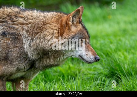 Loup eurasien / loup gris (Canis lupus lupus) gros plan en prairie / prairie Banque D'Images