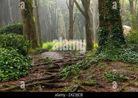 Racines mystérieuses, arbres et rochers dans la forêt du Parque Natural de Sintra-Cascais, région de Lisbonne, Portugal Banque D'Images