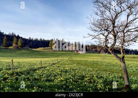 Europe, Suisse, Neuchâtel, vue des Alpes, Pass, tête de Ran, montagne, printemps, jonquilles, champs de jonquilles, Suisse française, Jura Banque D'Images