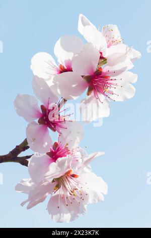 Fleurs d'amandiers à Gimmeldingen - Neustadt an der Weinstrasse, Rhénanie-Palatinat, Allemagne Banque D'Images