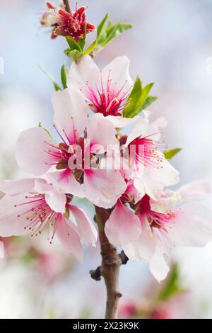 Fleurs d'amandiers à Gimmeldingen, Neustadt an der Weinstrasse, Rhénanie-Palatinat, Allemagne Banque D'Images