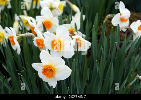 Jonquille Orange mariée en pleine floraison. Il est appelé narcisse en latin et appartient à la famille des amaryllis, les Amaryllidaceae. Banque D'Images