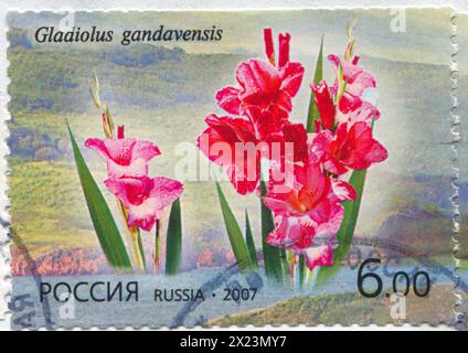 RUSSIE - VERS 2007 : timbre imprimé par la Russie, montrant Gladiolus gandavensis, vers 2007 Banque D'Images