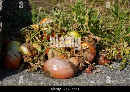 Les fruits de tomate pourris, moulés ou autrement endommagés ensemble les tiges, les feuilles et le reste des plantes se décomposent lentement sous forme de compost dans un espace ouvert. Banque D'Images