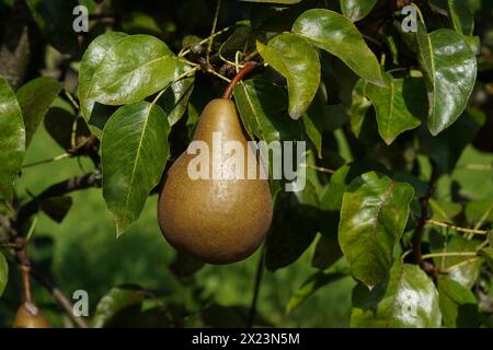 Fruit de poire de la variété Butterbirne de Gellert capturé sur l'arbre parmi le feuillage luxuriant. Il est appelé Pyrus communis en latin. Banque D'Images
