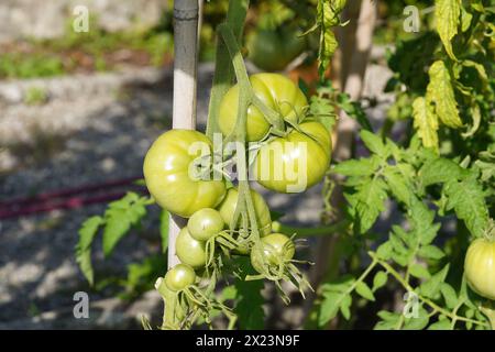 Les tomates charnues ou beefsteak encore vertes poussent sur une tige. Sur le fond, il y a plus de plants de tomates avec des fruits. Banque D'Images