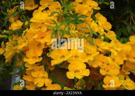 Fleurs de vigne de cloche jaune, au printemps Banque D'Images