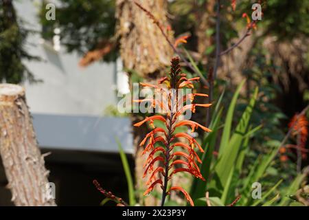 Lys Cobra, ou fleur d'orange Chasmanthe Banque D'Images