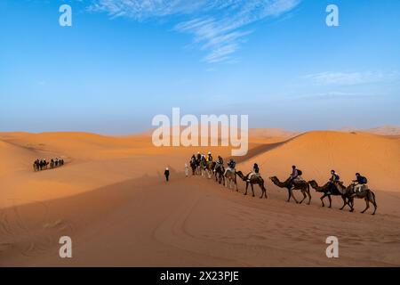 Trains de chameaux touristiques dans les dunes de l'Erg Chebbi, Maroc Banque D'Images