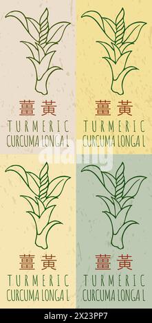 Ensemble de vecteur dessinant LE CURCUMA en chinois dans différentes couleurs. Illustration dessinée à la main. Le nom latin est CURCUMA LONGA L. Illustration de Vecteur