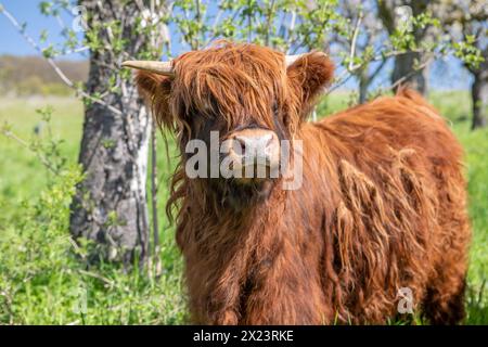Jeune taureau Galloway, South Harz, Thuringe, Allemagne Banque D'Images