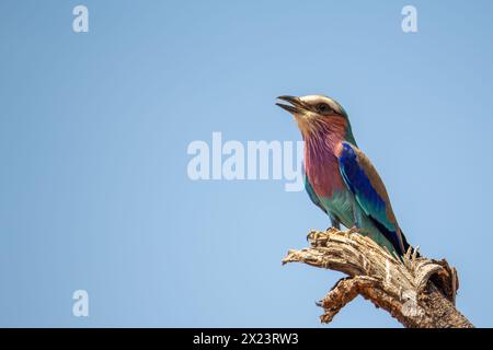 Un rouleau à poitrine lilas perché sur une branche dans le parc national de Tarangire, en Tanzanie Banque D'Images