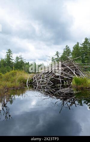 Cabane Beaver sur un lac isolé Adirondack Banque D'Images