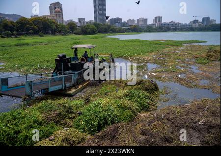 Mumbai, Inde. 19 avril 2024. MUMBAI, INDE - 19 AVRIL : bateau équipé d'équipement de coupe ou de récolte enlevant la jacinthe d'eau et d'autres mauvaises herbes non enracinées de la surface du lac Powai avant l'apparition des moussons le 19 avril 2024 à Mumbai, Inde. (Photo de Satish Bate/Hindustan Times/Sipa USA) crédit : Sipa USA/Alamy Live News Banque D'Images