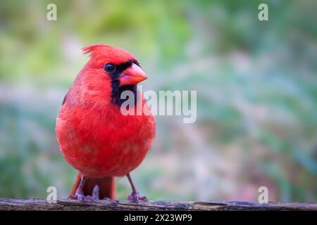 Le Cardinal rouge mâle Banque D'Images