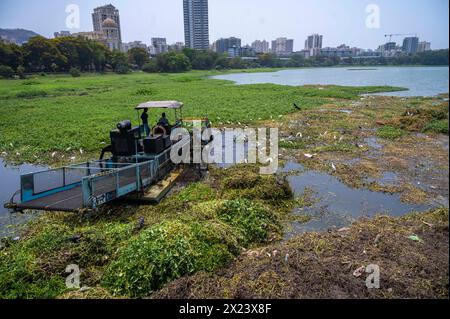 Mumbai, Inde. 19 avril 2024. MUMBAI, INDE - 19 AVRIL : bateau équipé d'équipement de coupe ou de récolte enlevant la jacinthe d'eau et d'autres mauvaises herbes non enracinées de la surface du lac Powai avant l'apparition des moussons le 19 avril 2024 à Mumbai, Inde. (Photo de Satish Bate/Hindustan Times/Sipa USA) crédit : Sipa USA/Alamy Live News Banque D'Images