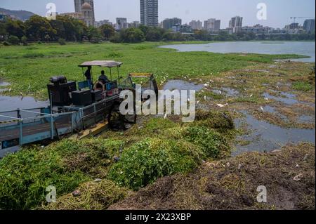 Mumbai, Inde. 19 avril 2024. MUMBAI, INDE - 19 AVRIL : bateau équipé d'équipement de coupe ou de récolte enlevant la jacinthe d'eau et d'autres mauvaises herbes non enracinées de la surface du lac Powai avant l'apparition des moussons le 19 avril 2024 à Mumbai, Inde. (Photo de Satish Bate/Hindustan Times/Sipa USA) crédit : Sipa USA/Alamy Live News Banque D'Images