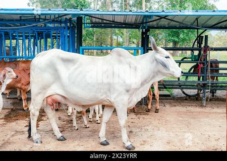 vue latérale de la vache de race zébu dans l'écurie Banque D'Images