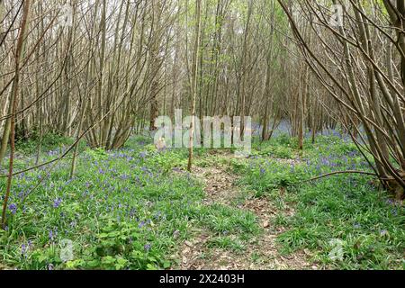 Piste de terre recouverte de feuilles sèches traversant les bluebells dans les bois de Trosley Banque D'Images