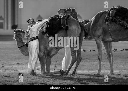 Amiri Diwan et Palace Guard chameaux, Doha, Qatar. 15-04-2024 Banque D'Images