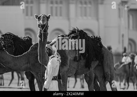 Amiri Diwan et Palace Guard chameaux, Doha, Qatar. 15-04-2024 Banque D'Images