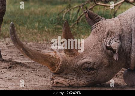Baraka, un rhinocéros noir aveugle résilient, repose dans ol Pejeta Conservancy Banque D'Images