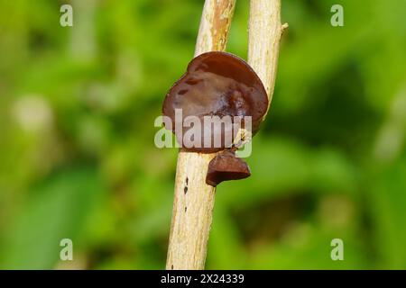 Gros plan champignon gelée, oreille de Judas ou de Juif (Auricularia auricula-judae). Sur une branche d'un lilas d'été (Buddleja davidii). Jardin hollandais, printemps, Banque D'Images