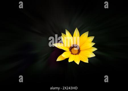 Gazania rigens (syn. G. splendens), parfois appelée fleur du Trésor, est une espèce de plante à fleurs de la famille des Asteraceae, indigène de la région côtière Banque D'Images