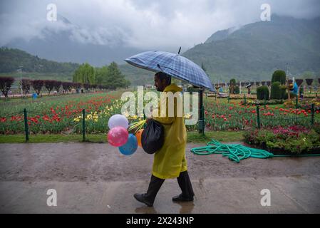 Un homme vendant des ballons abris sous un parapluie se promène dans le jardin de tulipes pendant les fortes pluies à Srinagar. Le département météorologique a prévu une lumière généralisée à une pluie modérée et à des averses d'orage au cours des prochaines 24 heures. Ils ont également mentionné que le 20 avril, il y a un risque de pluie légère dans des zones dispersées. Du 21 au 25 avril, un temps généralement sec est prévu, bien que l'activité isolée d'orages de l'après-midi ne puisse être exclue pendant cette période. Les zones à plus haute altitude ont reçu des chutes de neige fraîches. (Photo Idrees Abbas/SOPA images/Sipa USA) Banque D'Images