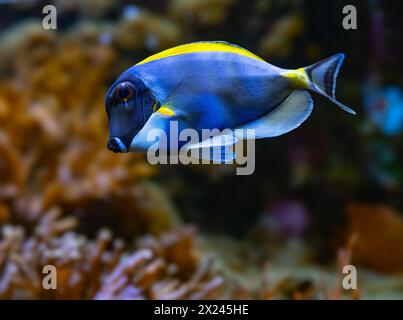 Poisson bleu-blanc, Acanthurus leucosternon / Weißkehl-Doktorfisch Banque D'Images