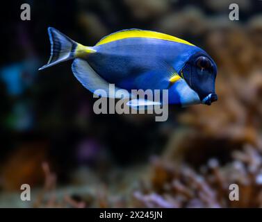 Poisson bleu-blanc, Acanthurus leucosternon / Weißkehl-Doktorfisch Banque D'Images