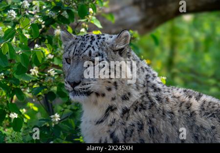 Vue latérale d'un léopard des neiges (système Panthera uncia. Uncia uncia) Banque D'Images