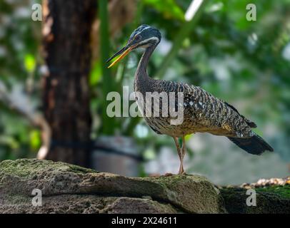 Sunbittern (Eurypyga helias) adulte photographié sur un rocher Banque D'Images