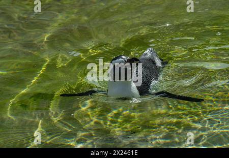 Pingouin africain (Spheniscus demersus), également appelé le pingouin à pieds noirs, nageant Banque D'Images