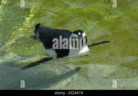 Pingouin africain (Spheniscus demersus), également appelé le pingouin à pieds noirs, nageant Banque D'Images