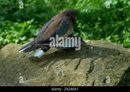 La colombe riante (Spilopelia senegalensis phoenicophila), fais l'amour Banque D'Images