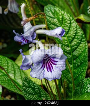 Streptocarpus, primrose du cap . Jardin botanique Heidelberg, Bade-Wurtemberg, Allemagne Banque D'Images