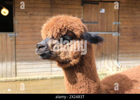 Vauxhall City Farm, l'une des fermes les plus anciennes et les plus centrales de la ville, à Londres, au Royaume-Uni Banque D'Images