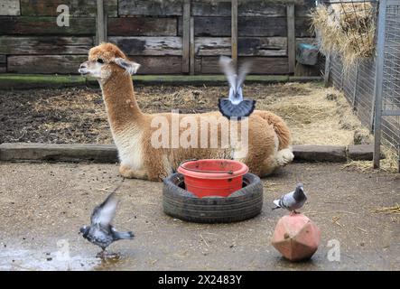 Vauxhall City Farm, l'une des fermes les plus anciennes et les plus centrales de la ville, à Londres, au Royaume-Uni Banque D'Images