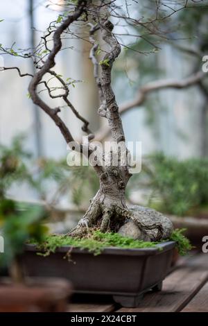Bonsaï japonais au début du printemps avec de jeunes feuilles et bourgeons. Banque D'Images