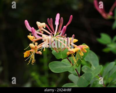 Lonicera Etrusca. Fleurs de chèvrefeuille rose avec feuillage en arrière-plan. Faible profondeur de champ sélective. Printemps. Sintra, Portugal. Banque D'Images