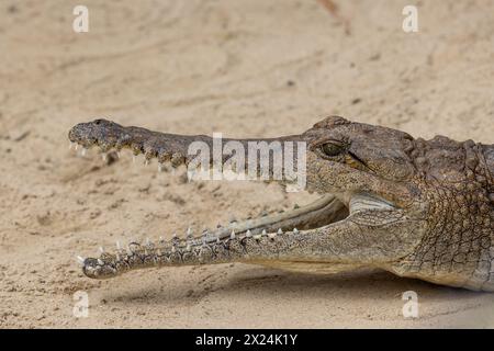 Australian Freshwater ou Johnstone's River Crocodile avec agape à la bouche Banque D'Images