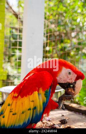 Un aras écarlate (Ara macao) déguste une collation au Jungle Top Adventures and Ziplines, Roat‡n, Honduras. Banque D'Images