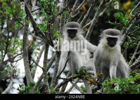 Gros plan de deux singes Vervet sauvages regardant mon appareil photo en mangeant des fleurs dans un arbre sud-africain. Banque D'Images