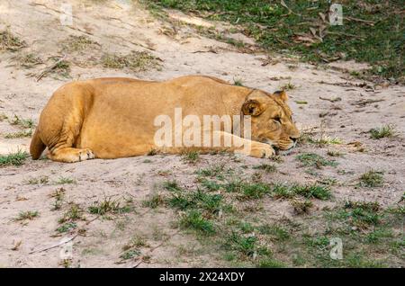 Image d'une lionne reposant dans la jungle et attendant d'attaquer une proie Banque D'Images