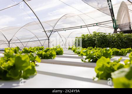 Les plantes vertes feuillues poussent en rangées dans une ferme hydroponique dans une serre, sous une canopée transparente Banque D'Images