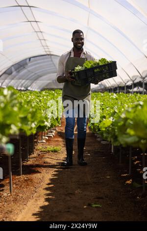 Jeune agriculteur afro-américain avec des caisses de plantes dans une ferme hydroponique en serre Banque D'Images