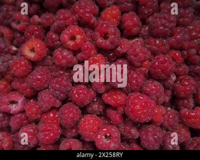 Fond framboise. Grandes baies rouges, fraîches et de première classe de framboises de jardin. Beaucoup de framboises. Framboise commune Rubus idaeus - semi-arbuste, s Banque D'Images